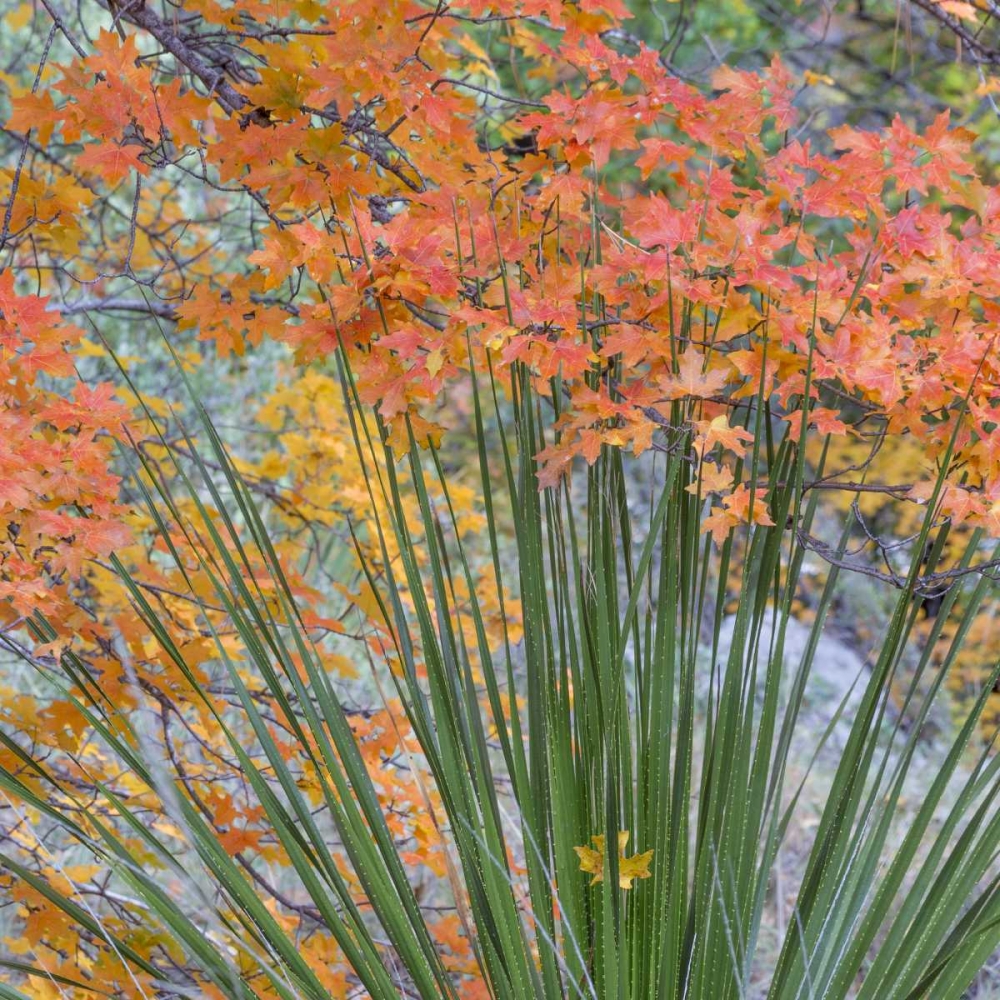 Texas, Guadalupe Mountains NP McKittrick Canyon